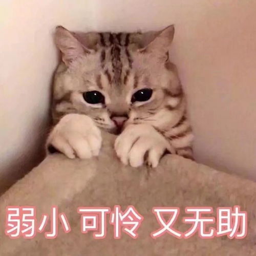 骂人表情包搞笑图片丑猫