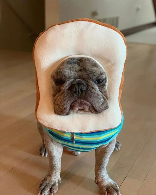 史上最丧斗牛犬狗狗苦大仇深的表情走红网络,让它笑比登天还难