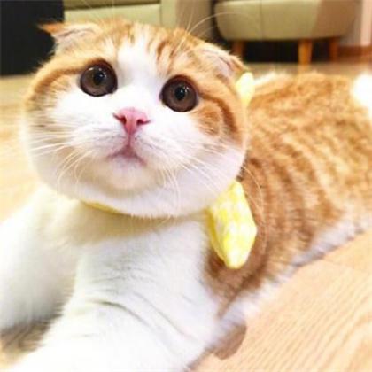 非常有意思个性萌的猫咪头像图片微信头像大全