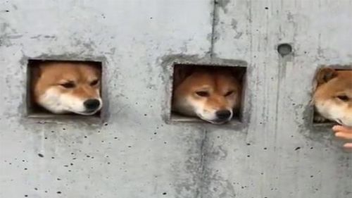 墙洞中露出三个脑袋,三只萌q柴犬伸头搞怪向路人打招呼