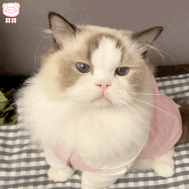 猫咪表情包动图可爱的表情包