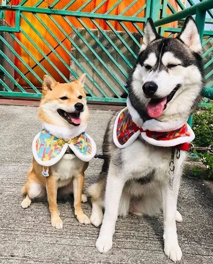 哈士奇遇上柴犬,没想到二哈也有这么深情的一面