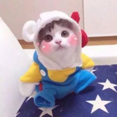 微信表情搞笑猫咪