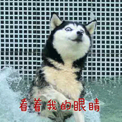 表情包汪星人喔哟,这里有只单身狗