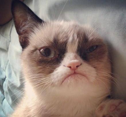 猫咪表情包搞笑走红