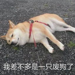 爆笑段子我什么人都不怕,可是我觉得你蛮可怕的