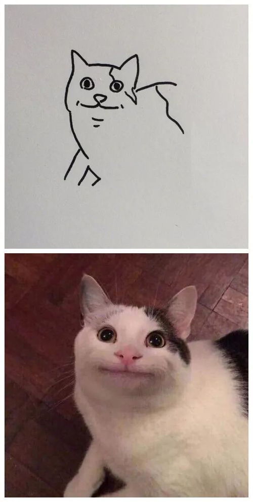 每日吸丨可爱的小奶猫