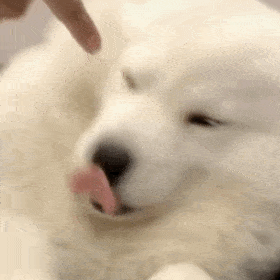每日一笑,小花猫只要我速度够快