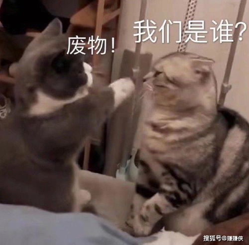 搞笑表情包图片好朋友,出来耍