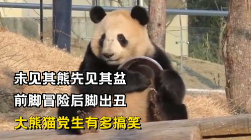 未见其熊先见其盆,前脚冒险后脚出丑,大熊猫党生有多搞笑