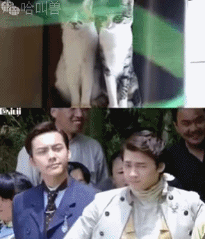 搞笑猫咪表情包前方高能,一大波沙雕猫正在接近