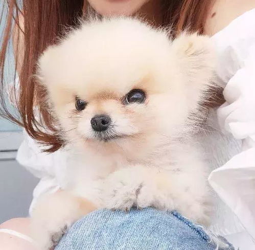 主人是不是欠了狗子八百包小饼干这表情是要准备打架了吧