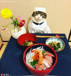 日本猫咪餐组前大玩cosplay