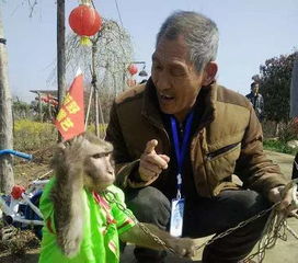 锣鼓咚咚锵,新野猴戏落户朱仙镇启封故园啦