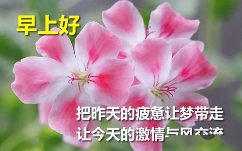 2020最新早上好祝福语动态表情图片鲜花带字,早安暖心问候短信