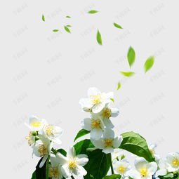 简约文艺茉莉花茶psd分层主图背景素材背景图片免费下载主图直通车psd千库网图片编号4994461